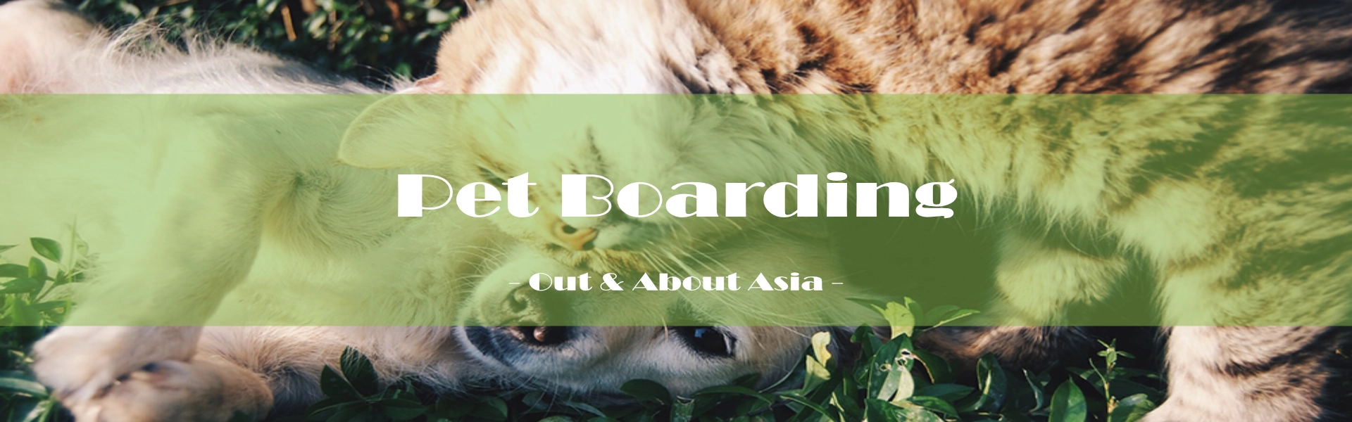 Pet Related / Pet Boarding - Out & About Asia